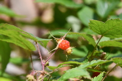 Rubus sachalinensis