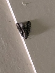 Chytonix palliatricula