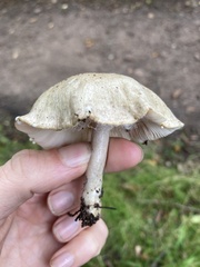 Lactarius vietus
