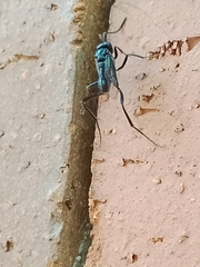 Evaniidae
