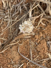 Helichrysum candolleanum