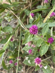 Gomphrena