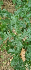 Quercus cerris