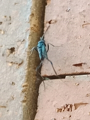 Evaniidae