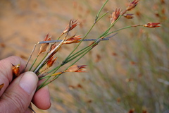 Willdenowia incurvata