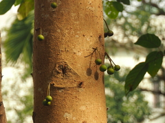 Ficus variegata