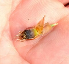 Willdenowia incurvata