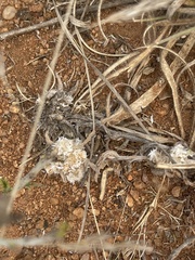 Helichrysum candolleanum