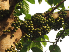 Ficus variegata