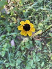 Rudbeckia