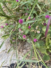 Gomphrena