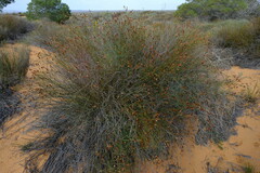 Willdenowia incurvata