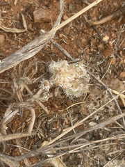 Helichrysum candolleanum