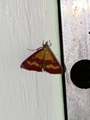 Pyrausta laticlavia