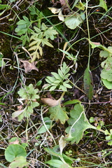 Cryptogramma stelleri