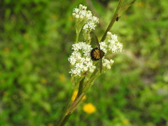 Paradejeania rutilioides