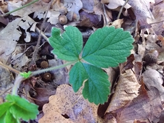 Potentilla sterilis