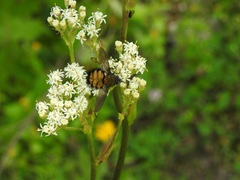 Paradejeania rutilioides