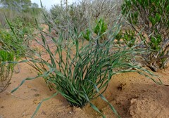 Gethyllis ciliaris