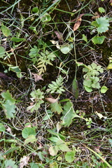 Cryptogramma stelleri