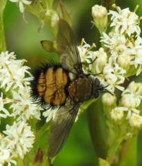 Paradejeania rutilioides