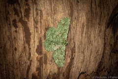 Aeolochroma viridicata