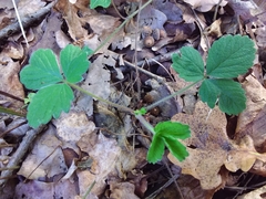 Potentilla sterilis