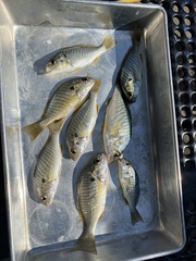 Leiostomus xanthurus