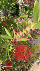 Melaleuca citrina