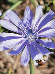 Cichorium intybus
