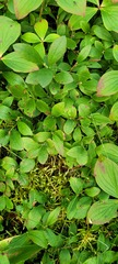 Vaccinium cespitosum