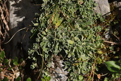 Saxifraga paniculata