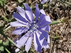 Cichorium intybus