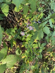 Symphyotrichum shortii