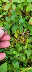 Vaccinium cespitosum