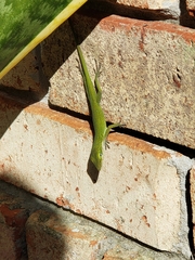 Anolis carolinensis