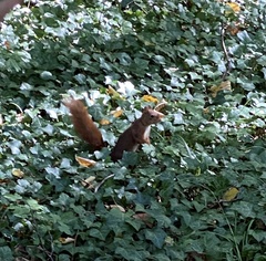 Sciurus vulgaris