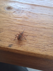 Curculio glandium
