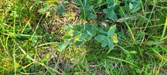 Lonicera villosa