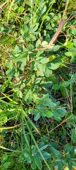 Lonicera villosa