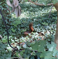 Sciurus vulgaris