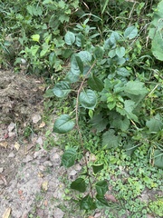 Celastrus orbiculatus