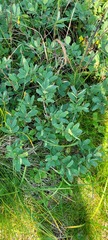 Lonicera villosa