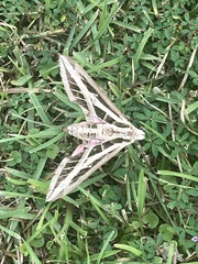 Eumorpha fasciatus