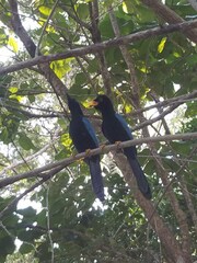 Cyanocorax yucatanicus