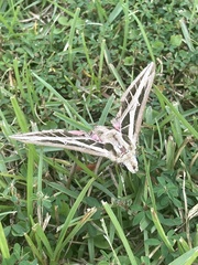 Eumorpha fasciatus