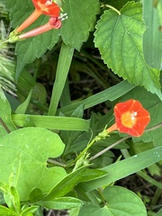 Ipomoea coccinea