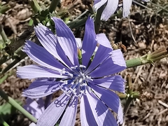 Cichorium intybus