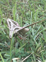 Eumorpha fasciatus