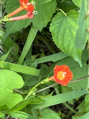 Ipomoea coccinea